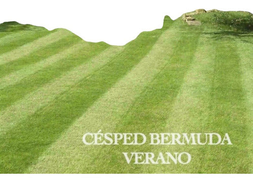 Semillas Césped Bermuda Ideal Verano- Canchas Jardines 100m2 1