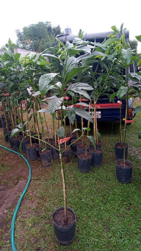 Arbol De Palta-1mt E.gratiscaba-gba -vivero Habx.senasa 7