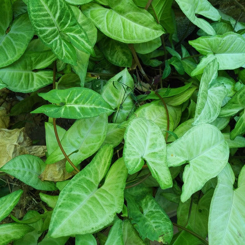 Planta De Singonio En Maceta Descartable De 3 Litros 3