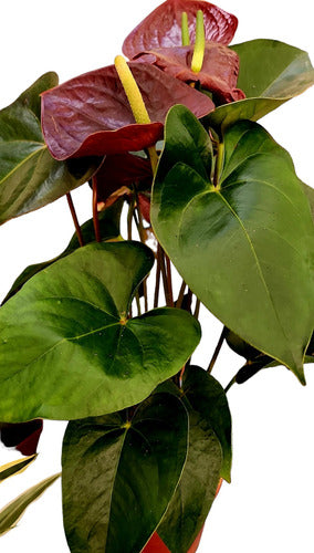 Anthurium Rojo/Borravino 0