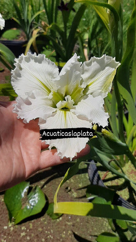 Iris Louisiana Dural White 1