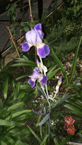 Iris Germánica/ Lirio De Barbados. Caba/ Envíos 6