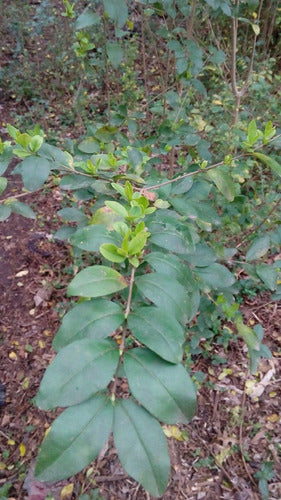 Ligustro Siempre Verde Oferta X 100 Plantas!! 10 A 16cm 4