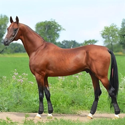 Botas De Caballo Deportivas Con Absorción De 1