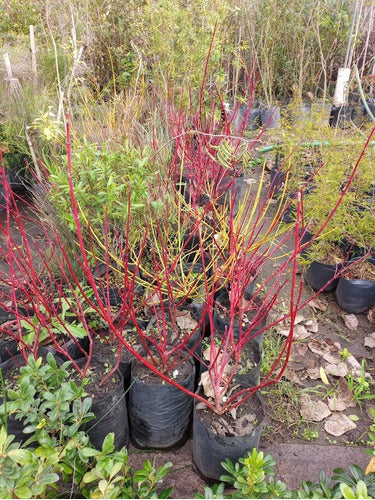 Cornejo Rojo, Cornus Sanguinea 10lts 2