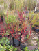 Cornejo Rojo, Cornus Sanguinea 10lts 2