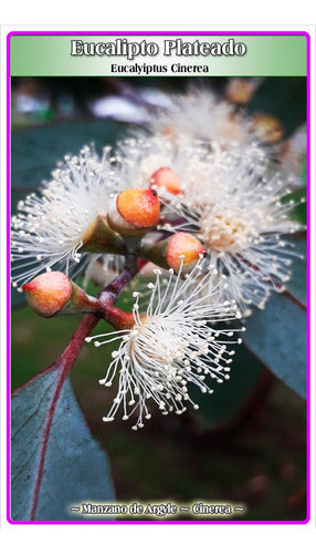 Semillas De Eucalipto Cinerea (eucalyiptus Cinerea) 0