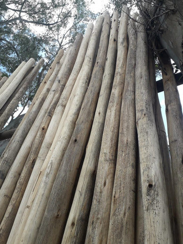 ASERRADERODECABANAS Eucalyptus Rod 16-18cm X Ml 0