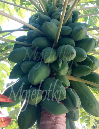 Carica Papaya Mamon, Papaya - Green Fruit 0