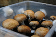 Mycotek Mushroom Growing Kit 4