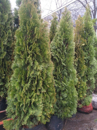 PINO THUJA SMARAG Occidentales Gigantes - Cerco Vivo 3