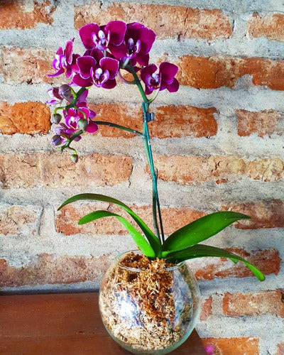 Orquideas Phalaenopsis Baby En Maceta De Vidrio 1