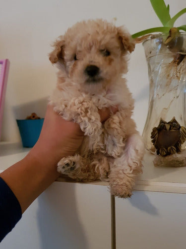 Miniature Poodle Puppy 5