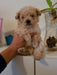 Miniature Poodle Puppy 5