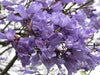 Vivero Simón Jacaranda Plants 1.2 Mts 6