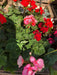 Promo 15-Plant Multicolor Malvon Box ~ Assorted Colors ~ 1