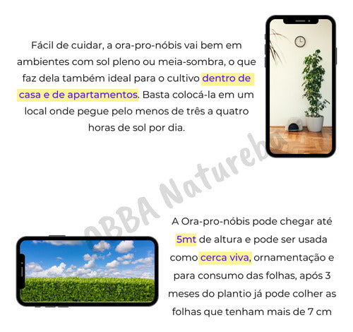 Verdadeira Orapornos | Ora Pro Nobis Flor Branca Pode Comer 4