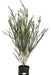 Melaleuca Live Fence - Free Delivery in AMBA 0