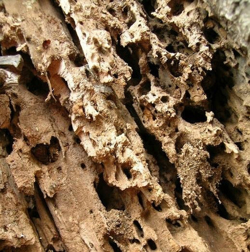Wood Insecticide 1 Kg. Termites and Woodworm Bait 4