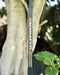 Telescopic Fishing Rod for Pejerrey Albatros Mazinger 3.50m 1