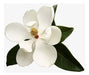 Magnolia Grandiflora 1.5-1.80m - Decojardin Nursery Tailored to You 0