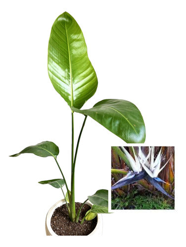 TROPICA Strelitzia Nicolai (White Flower, Bird of Paradise) 0