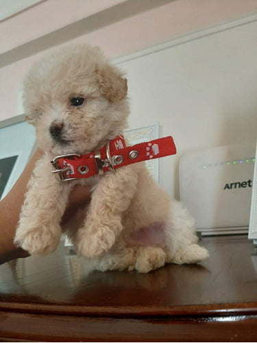 Miniature Poodle Puppy 6