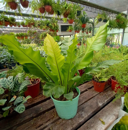 Asplenium, Helecho Lengua Servina. En Maceta M18 1