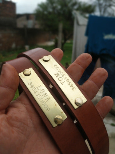 Leather Collars with Bronze Identification 3