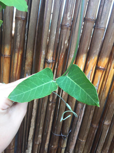 Tasi E04. Trepadora Nutricia De La Mariposa Monarca 7