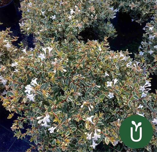 Planta Abelia Variegada - Ideal Jardines - Envíos 1