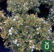 Planta Abelia Variegada - Ideal Jardines - Envíos 1