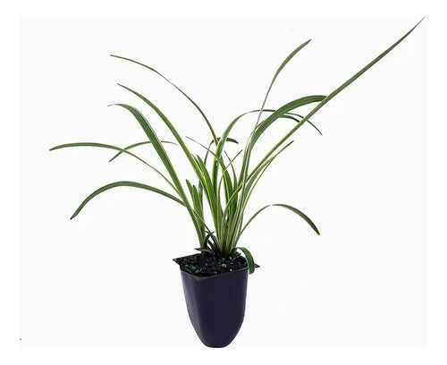 Liriope Muscari Silver Sunproof  (white Lilyturf) Blanca 0