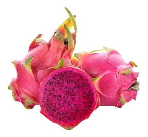 Sobre Para Sembrar 15 Plantas Del Dragon Fruto Rojo Pitaya 0