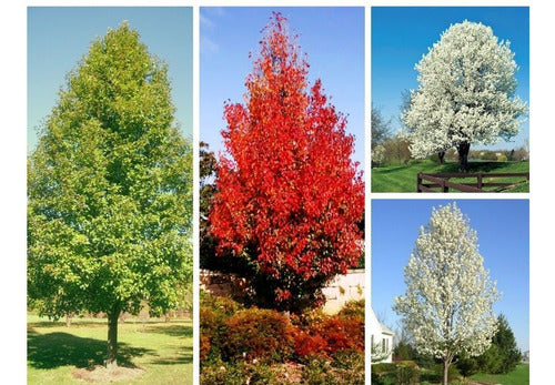 Peral De Flor - Pyrus Calleriana Chanticleer - Cañuelas 4