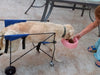 A Mimir Large Orthopedic Cart for Dogs, 30 to 50 kg 3