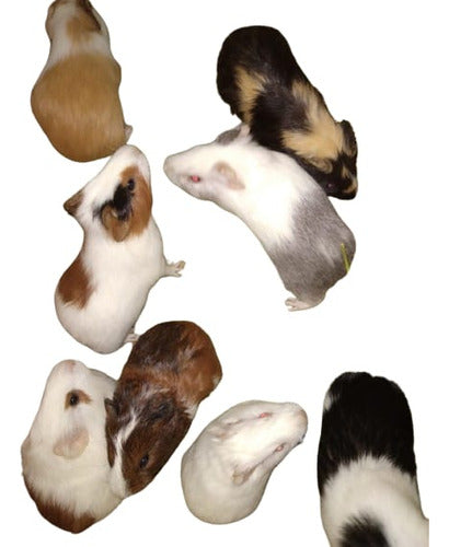 Hatun Cuy Beautiful Guinea Pigs 0