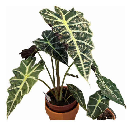 Planta Interior Alocasia Polly - Envíos 1