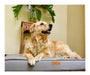 Upper Dog Orthopedic Pillow Bed for Large Dogs - XL 6