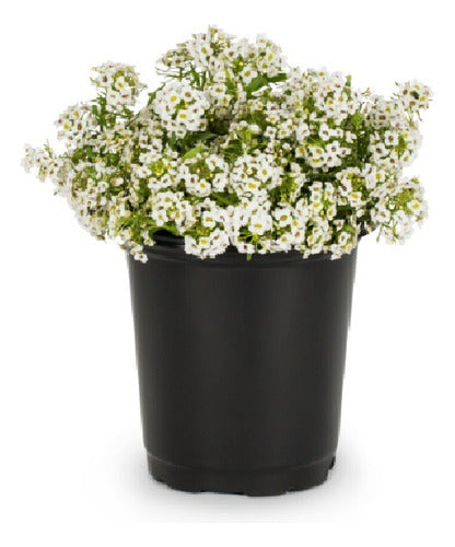 Plantin De Alyssum Florales 0