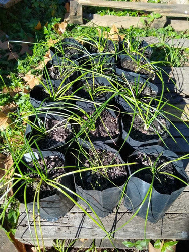 Azucena Del Río (Zephyranthes Candida) - Especies Nativas 6