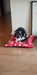 Gully Anti-Tear Dog Bed for Small Pets 3