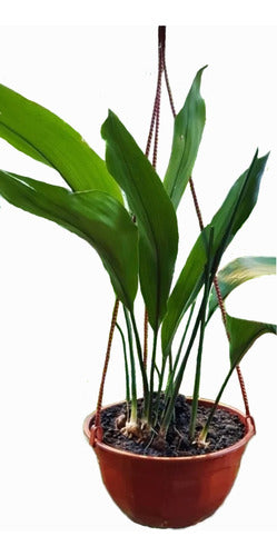 Aspidistra Elaitor -hoja De Salon- 0