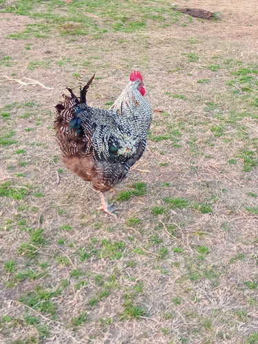 Gallo Gallina Batatas 1