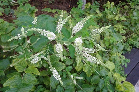 Niñorupá Cedrón Del Monte Aloysia Virgata Aromática Nativa 0