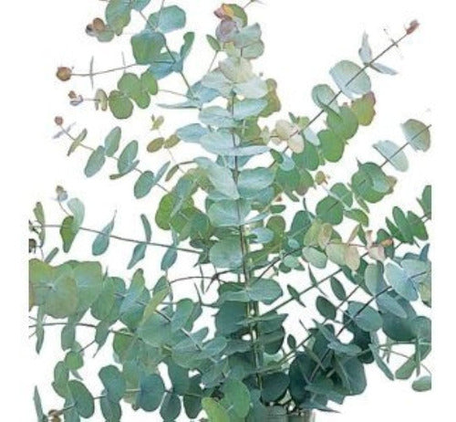 Eucalyptus Medicinal ,cinerea ,precios Especiales Por Mayor! 0