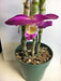 Waldor Orchids Multi-Purpose Orchid Pot Mix 7 4