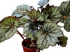 Begonia Rex (Pink or Silver) 1