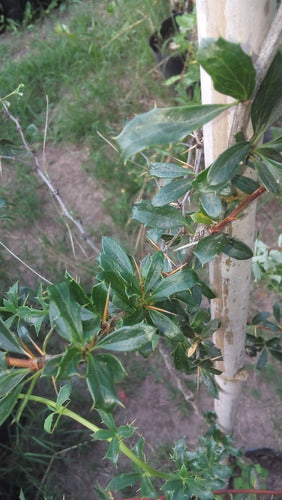 Rolocampo Calafate - Berberis Buxifolia - Native 1