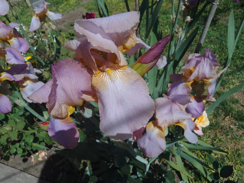 De.Lirios y Suculentas Rizoma De Lirio Germanico China Maid X 2 Unidades - Iris 1